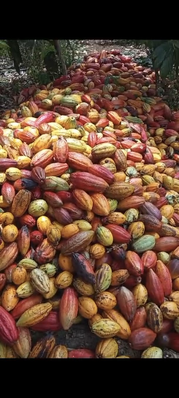 Propriedade Rural de Coaraci