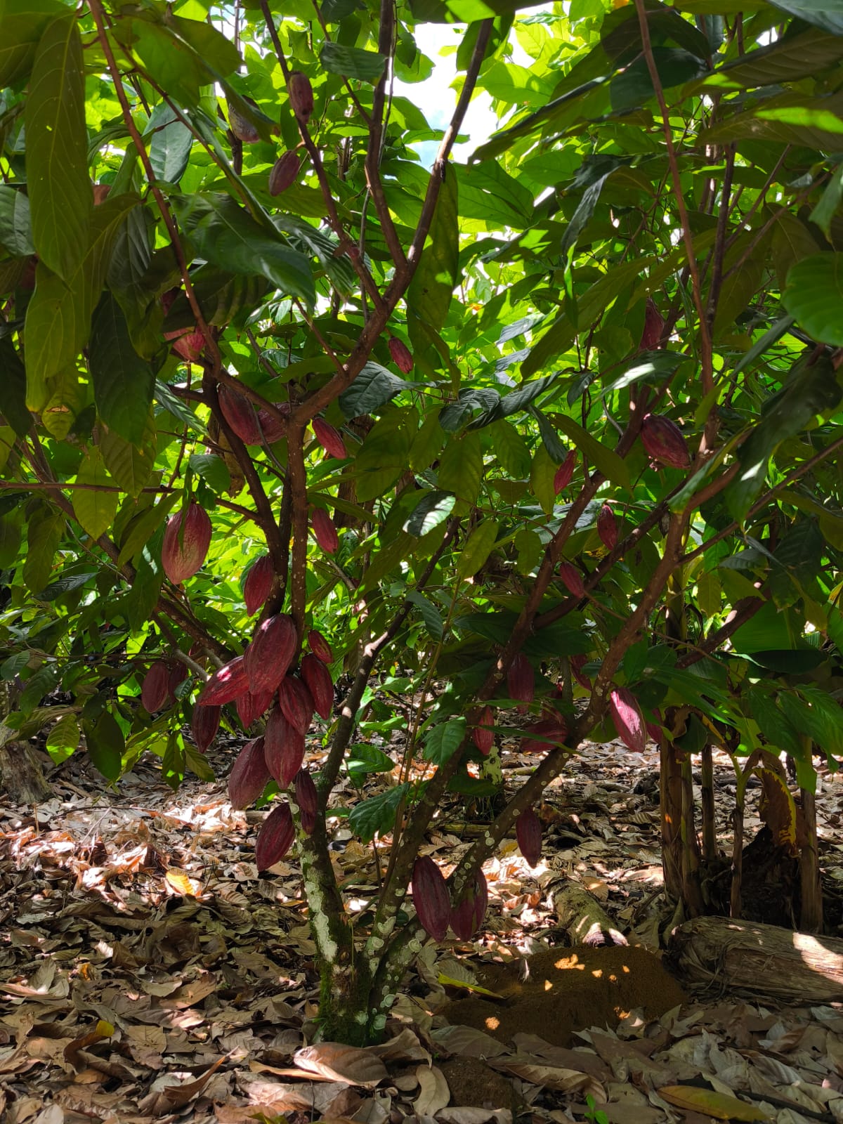 Propriedade Rural de Coaraci