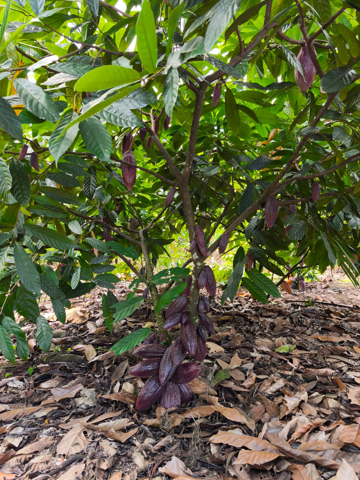 Propriedade Rural de Coaraci